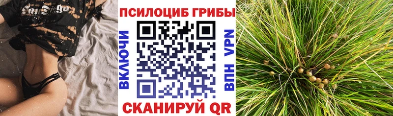 где купить наркоту  omg как войти  Галлюциногенные грибы мицелий  Кедровый 